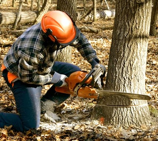 Tree Removal in Jones, LA